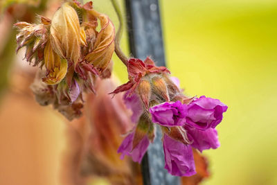 Close-up of flowers against blurred background