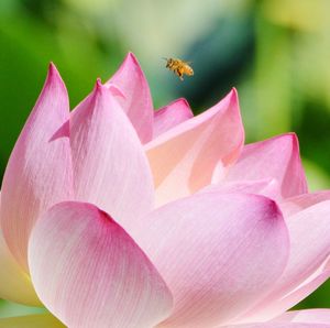 Close-up of pink lotus water lily