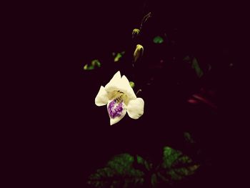 Close-up of white flowering plant against black background