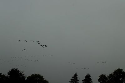 Low angle view of birds flying in the sky