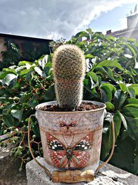 Close-up of potted plant in pot