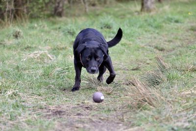 Black dog playing with ball on field