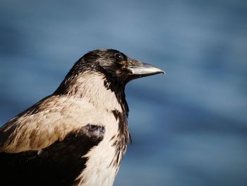 Close-up of raven bird