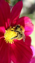 Close-up of honey bee on red flower