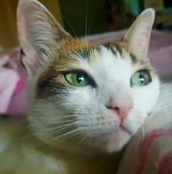 Close-up portrait of a cat