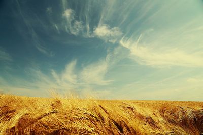 Scenic view of field against cloudy sky