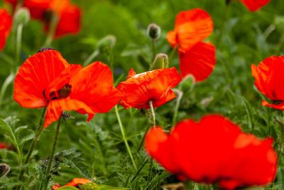 Close-up of red poppy flowers growing on field