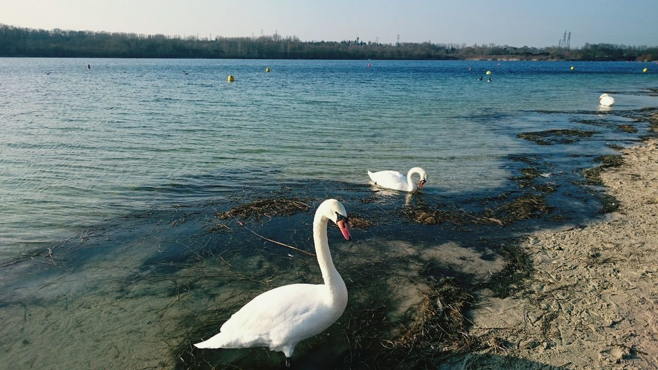 bird, water, swan, animal themes, wildlife, animals in the wild, lake, nature, white color, swimming, tranquility, one animal, beauty in nature, sea, water bird, tranquil scene, rippled, outdoors, lakeshore, day