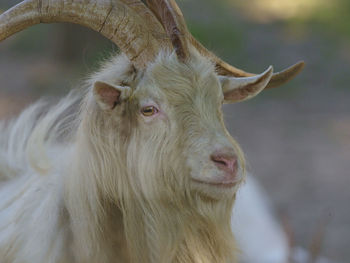 Close-up of a billy goat