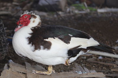 Close-up of a duck