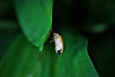 Close-up of insect on leaf