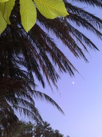 Low angle view of coconut palm tree against clear blue sky