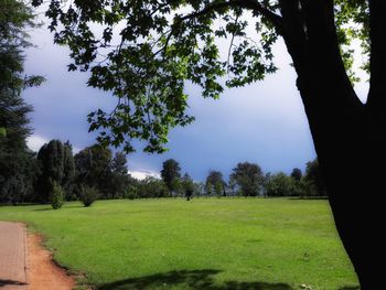 Scenic view of agricultural field against sky