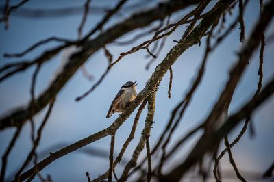 Low angle view of bird perching on branch against sky