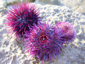 Close-up of coral in sea
