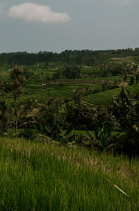 Scenic view of agricultural field against sky