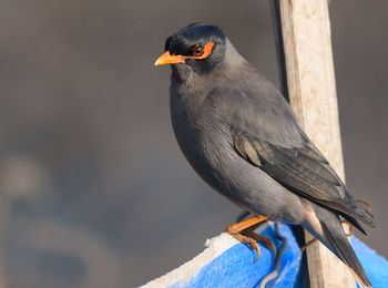 Close-up of bird perching on wood