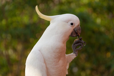 Australian sulphur-crested cockatoo bird eating and looking at camera.