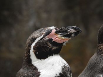 Close-up of penguin