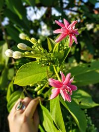 Close-up of pink flowering plant