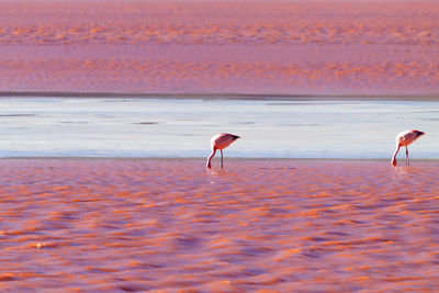 View of bird on beach