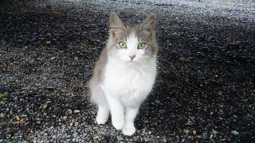 Portrait of white cat