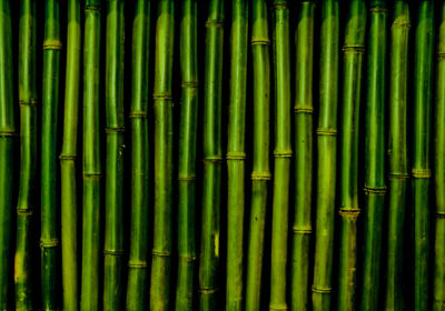 Full frame shot of bamboo on field