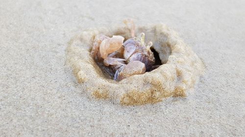 High angle view of shells on sand