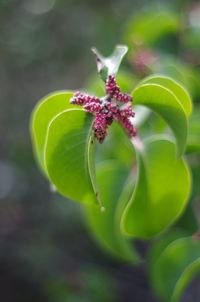 Close-up of insect on plant