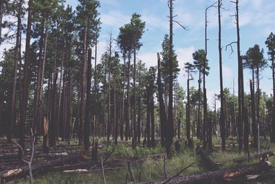 Trees in forest