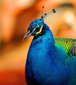 Close-up of peacock