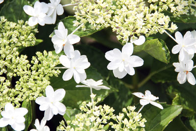 Close-up of white flowers