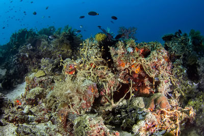 View of fish swimming in sea