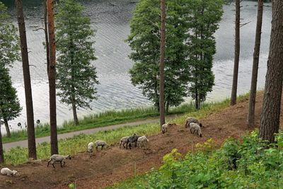 Scenic view of trees growing in farm