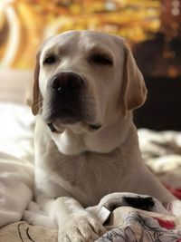 Close-up of dog resting