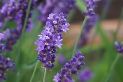 Close-up of purple flowering plant