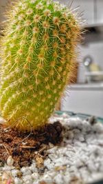 Close-up of cactus