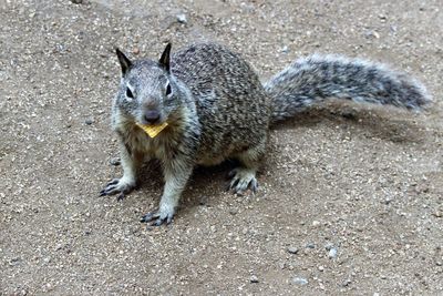 Portrait of squirrel