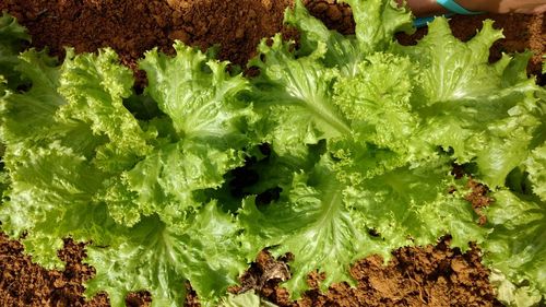 High angle view of vegetables