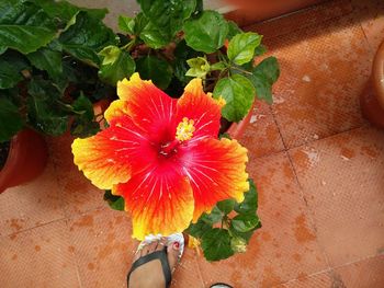 Low section of woman holding flower