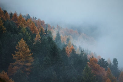 Trees in forest during autumn