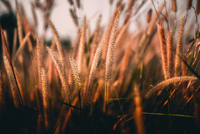 Close-up of reeds growing on field