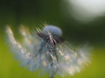 Close-up of dandelion flower