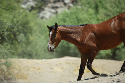 Side view of a horse on field