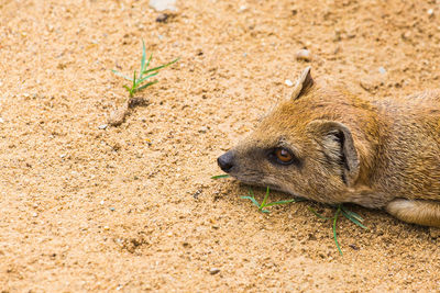 High angle view of an animal on sand