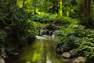 Stream amidst trees in forest