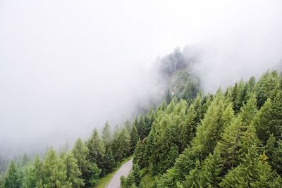 High angle view of trees amidst fog
