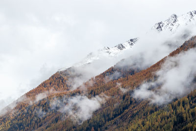 Foggy autumn or fall alpine mountain slopes with orange colored larch trees. 