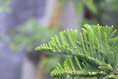 Close-up of christmas tree leaves