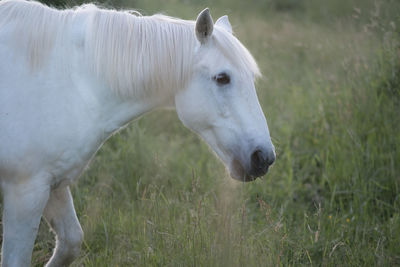 White horse in a field